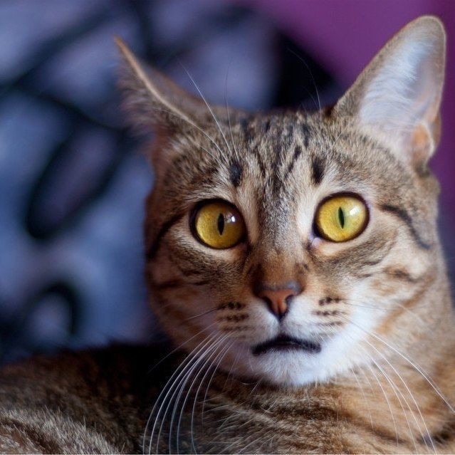 С чего Вы взяли, что я испортил тапки