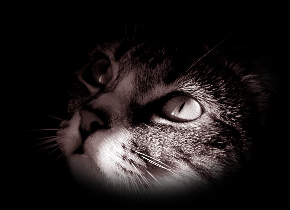 Свет луны заворожил