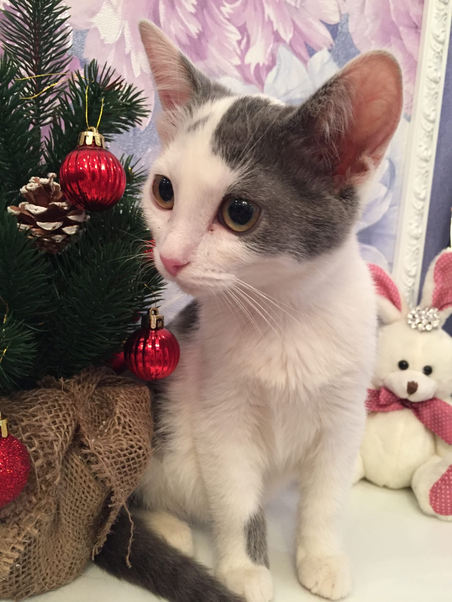 А ко мне дед Мороз придёт