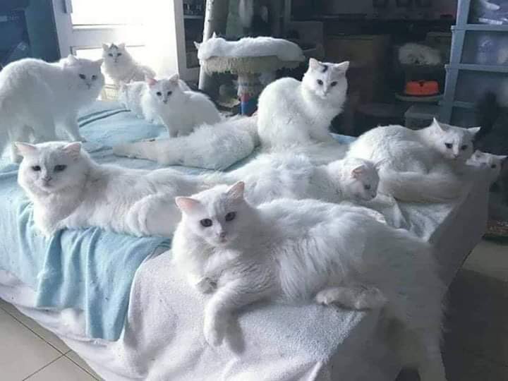 Хозяева, Ваше место на полу