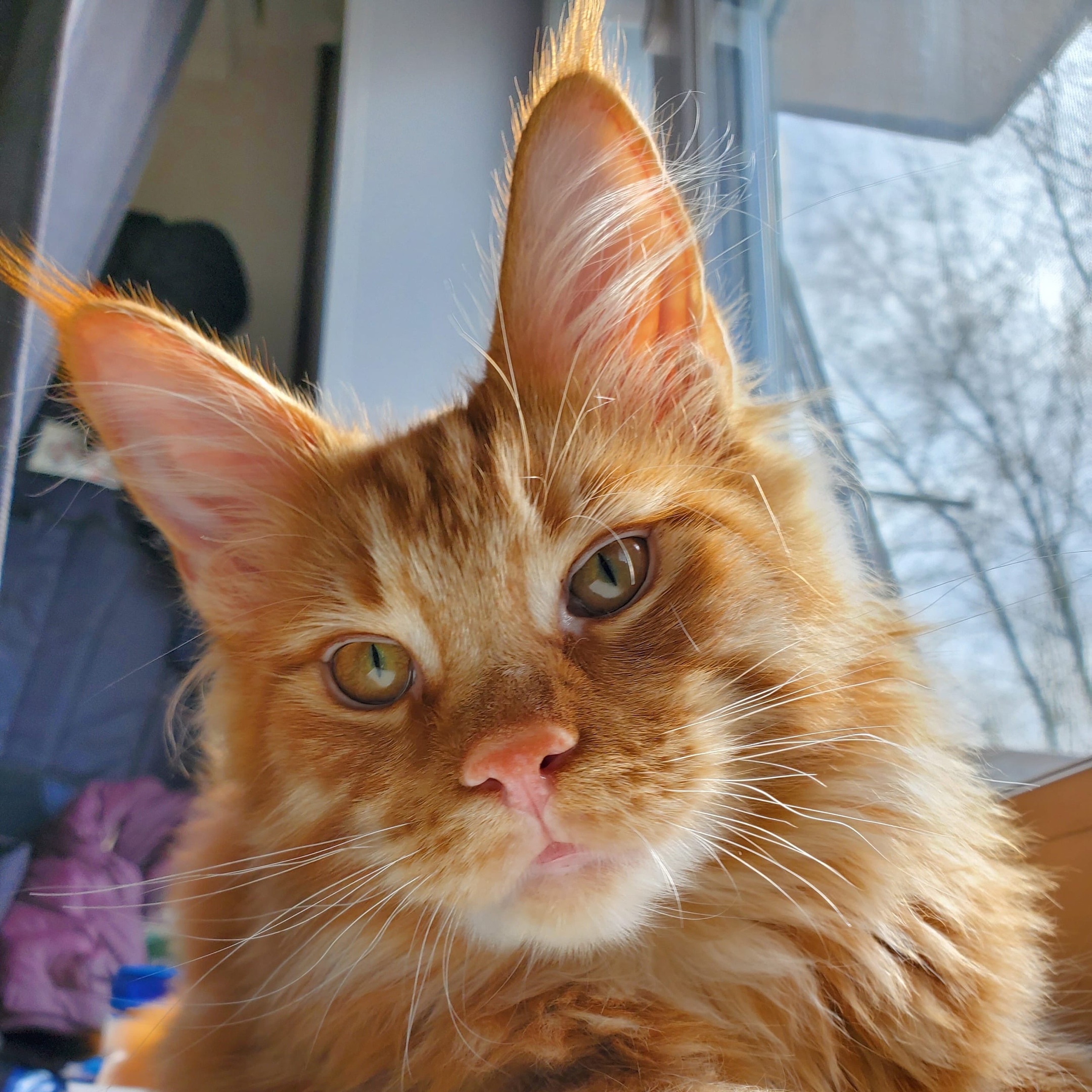 Солнечный зайка