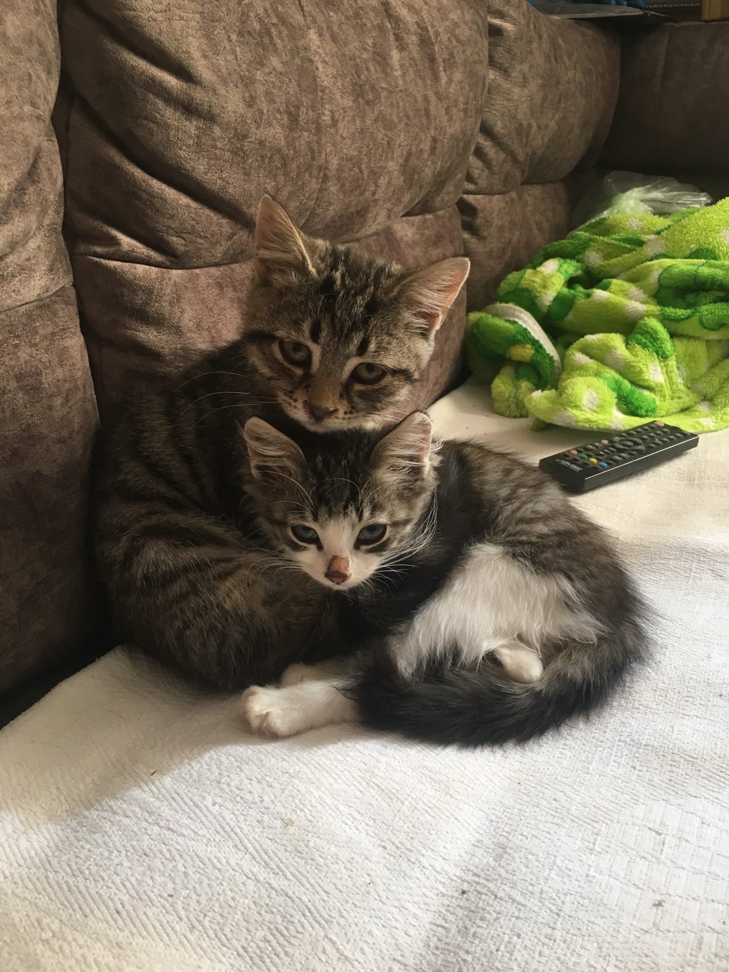 Вы зачем нас разбудили