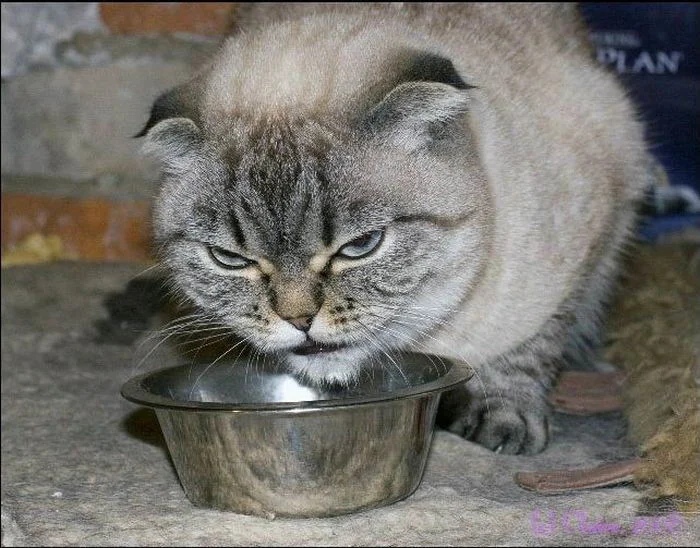 Я злой и страшный зверь