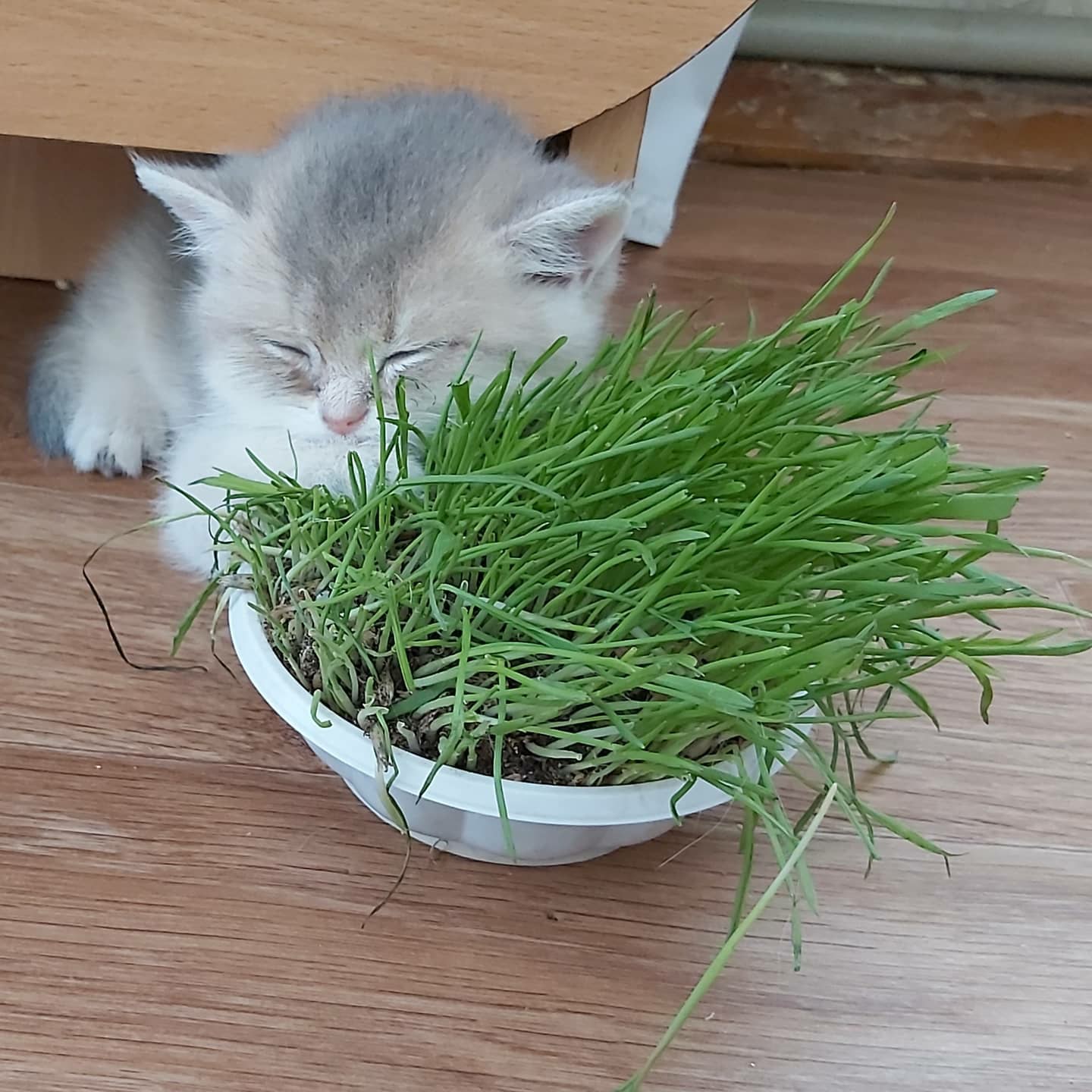 Я хищник, убирайте траву, несите мясо