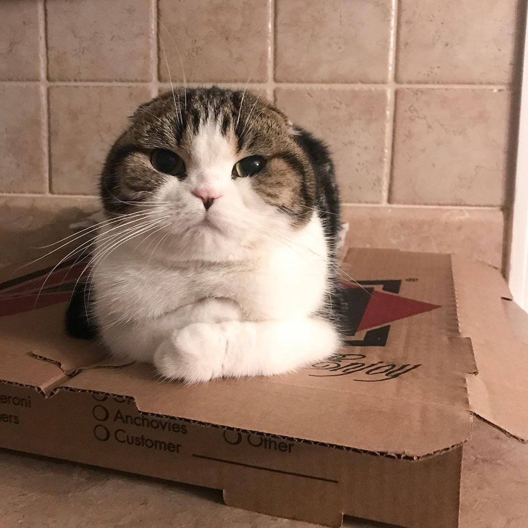 Люблю коробочки