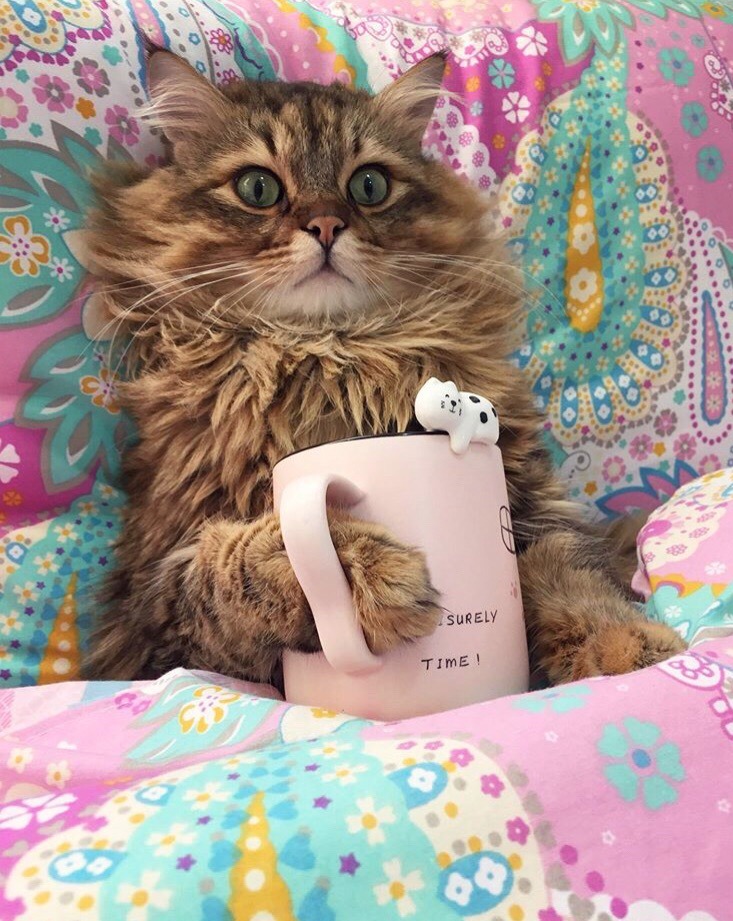 Всё, сейчас молочка попью и баиньки