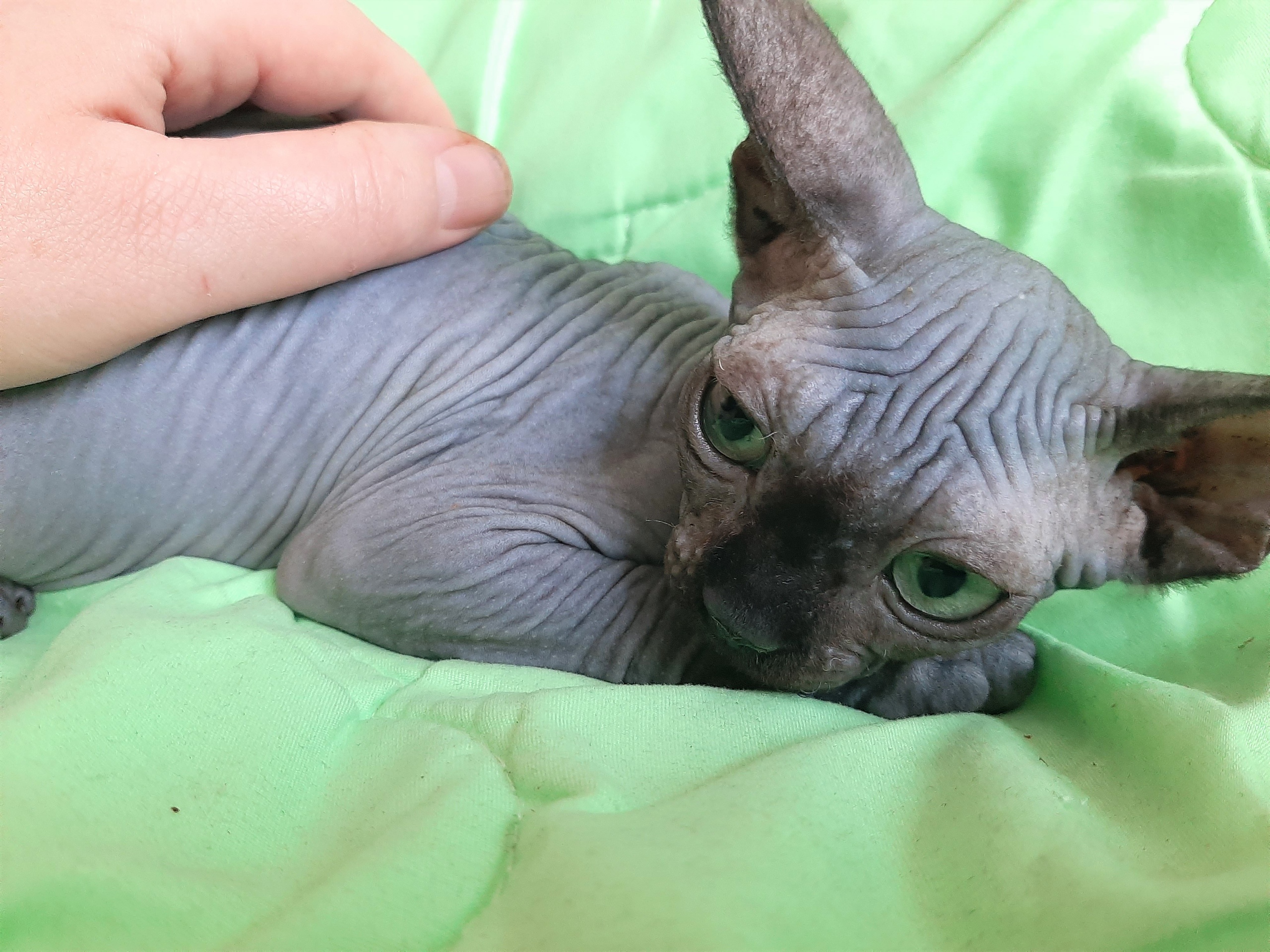 Вы меня гладьте, а я полежу