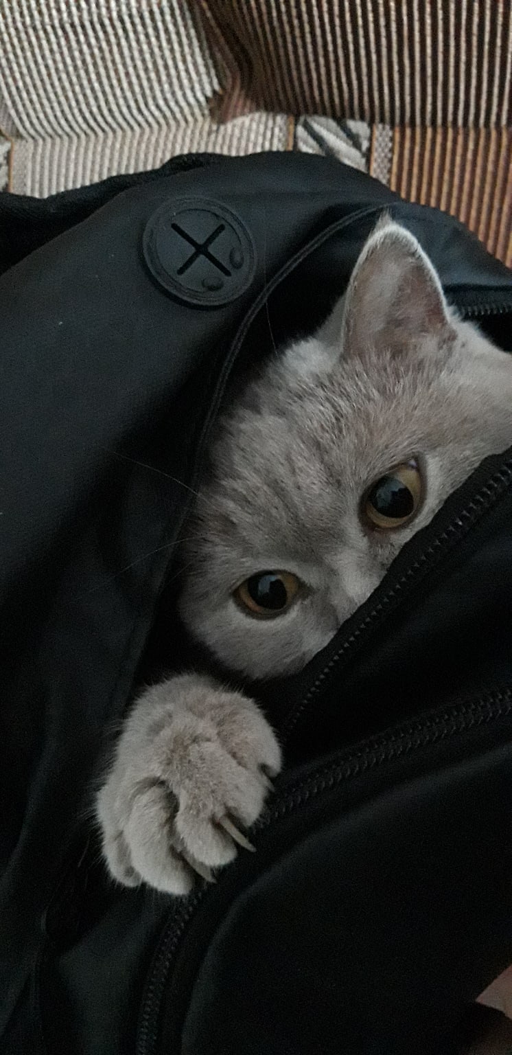 Чтобы погулять, приходится включать смекалку