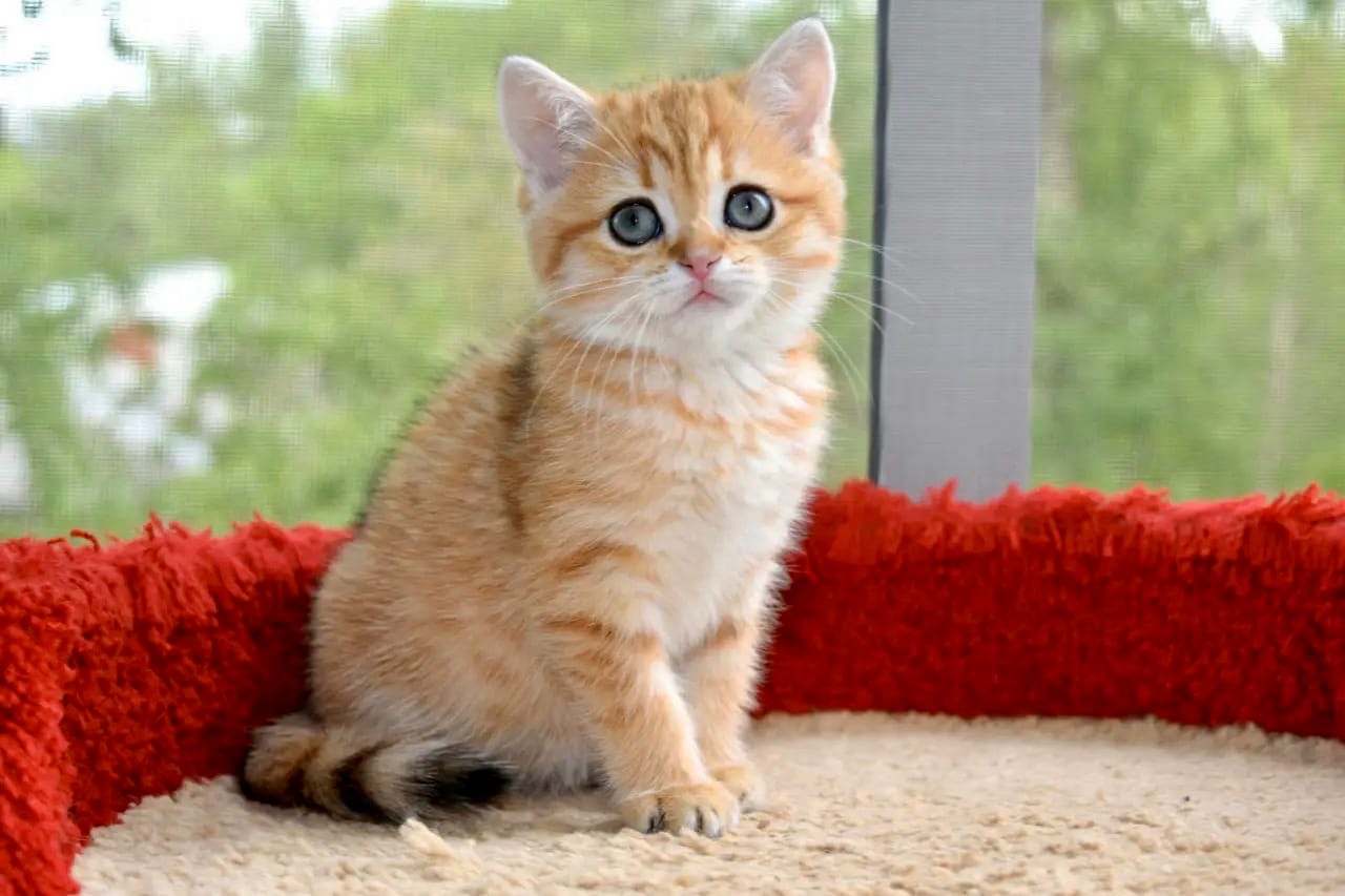 Грустно одному в большой лежанке