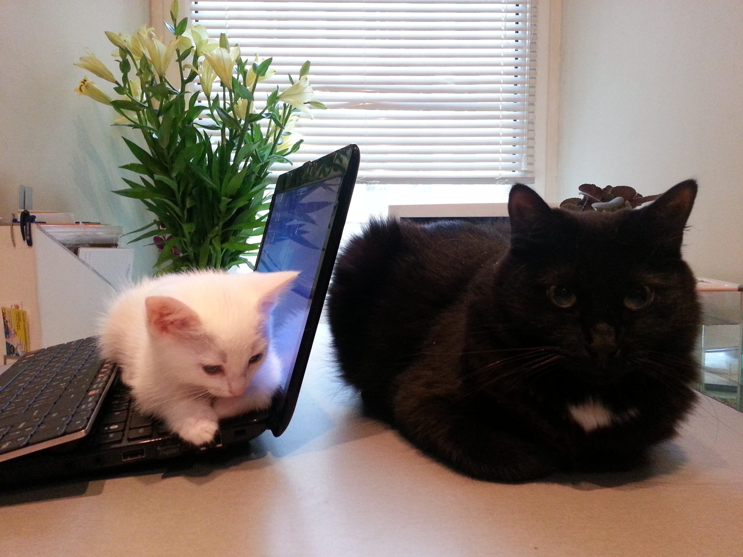 Мама мне всё разрешает