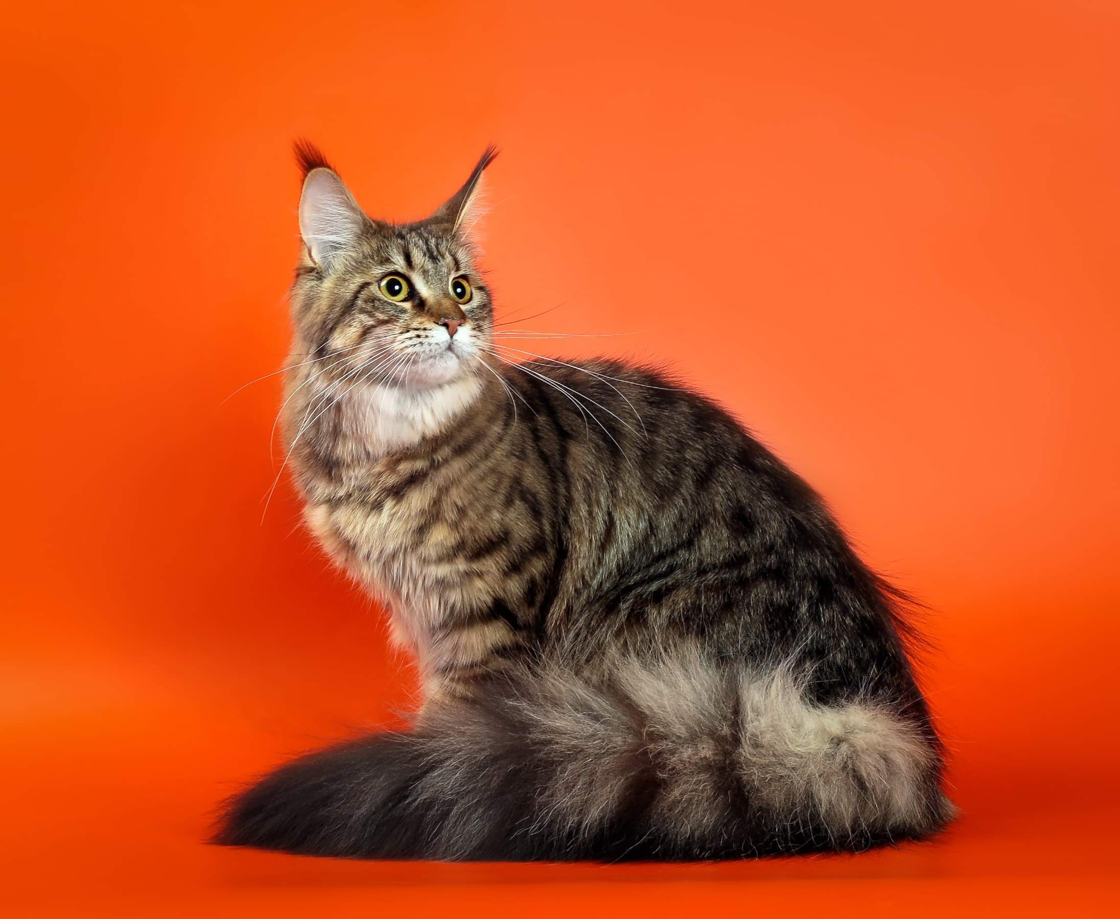 Я правильно голову держу