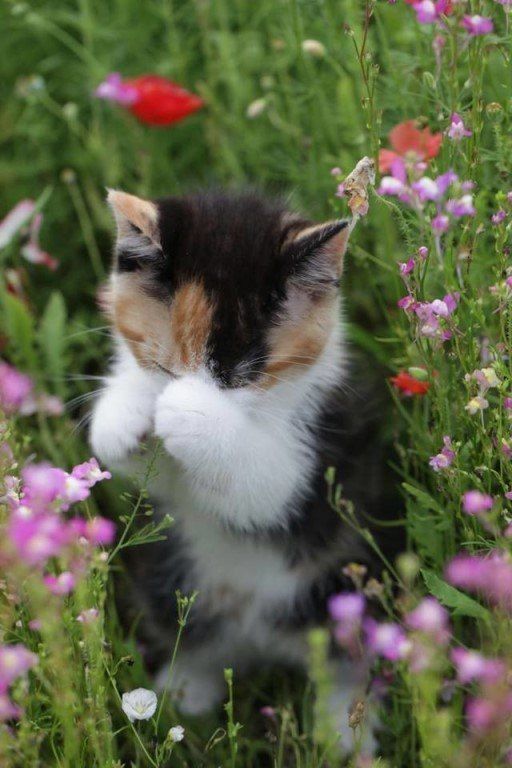 Любят девушки цветы