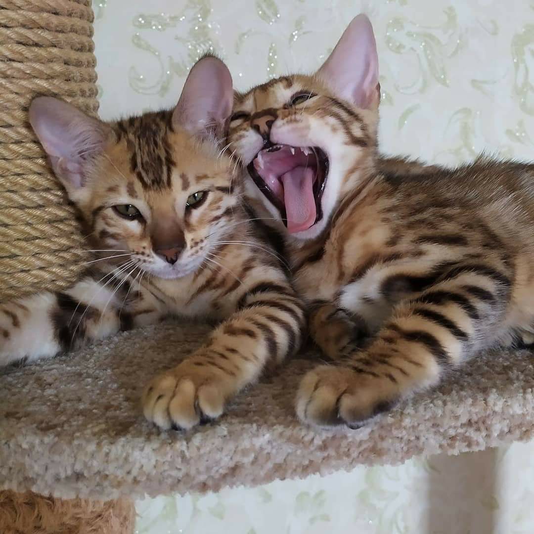 Эх, споём мы песню