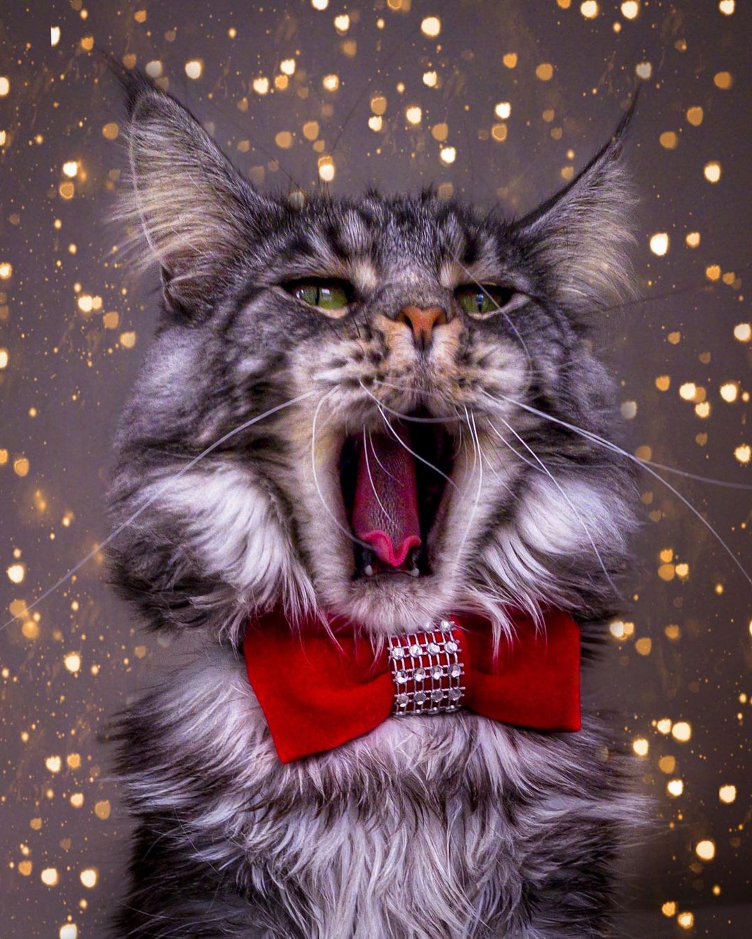 Солист отдельно взятой квартиры