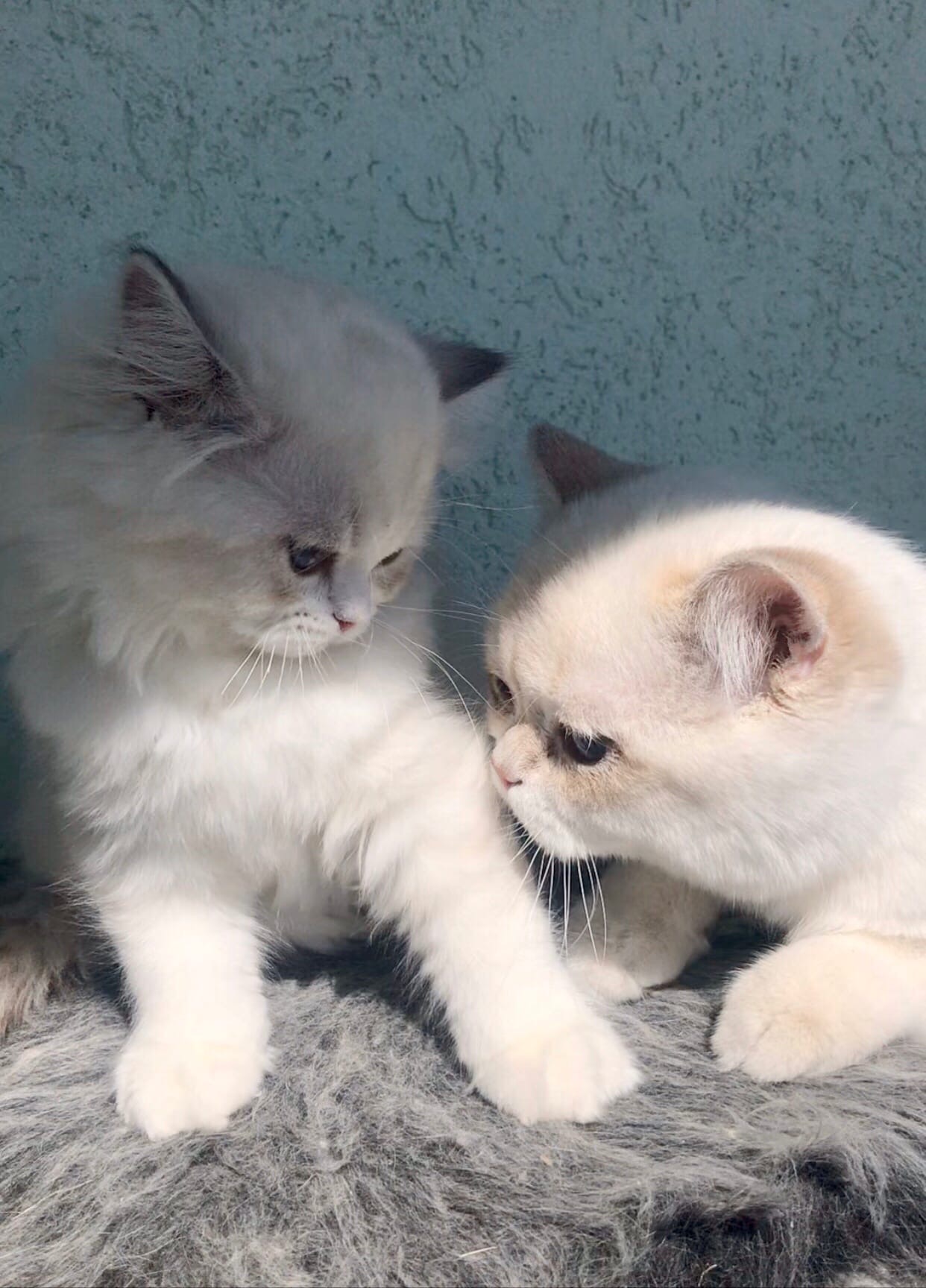 Да, помыл я лапки