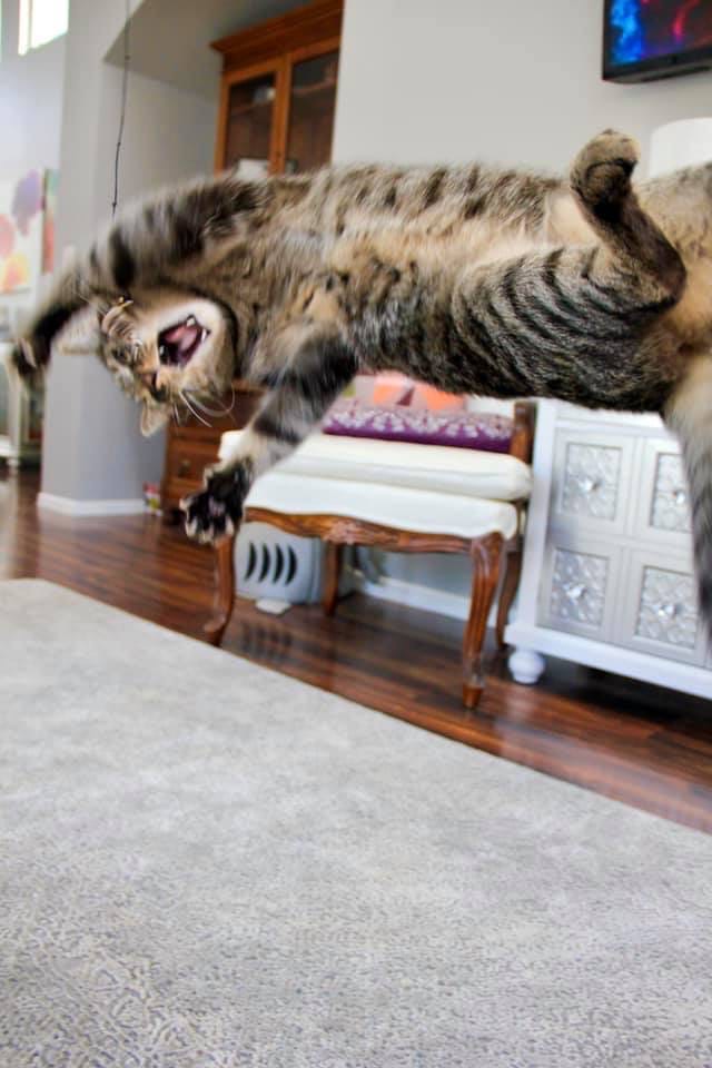 Полосатый попрыгунчик