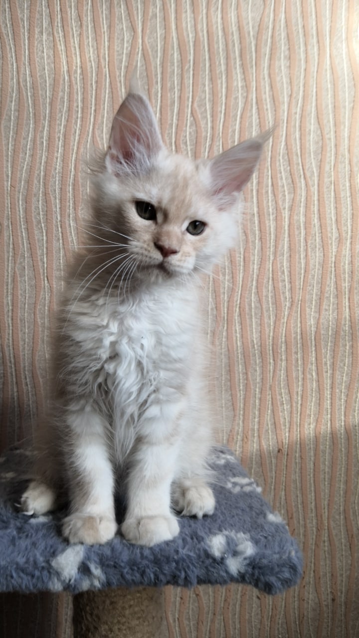 С чего бы начать баловство