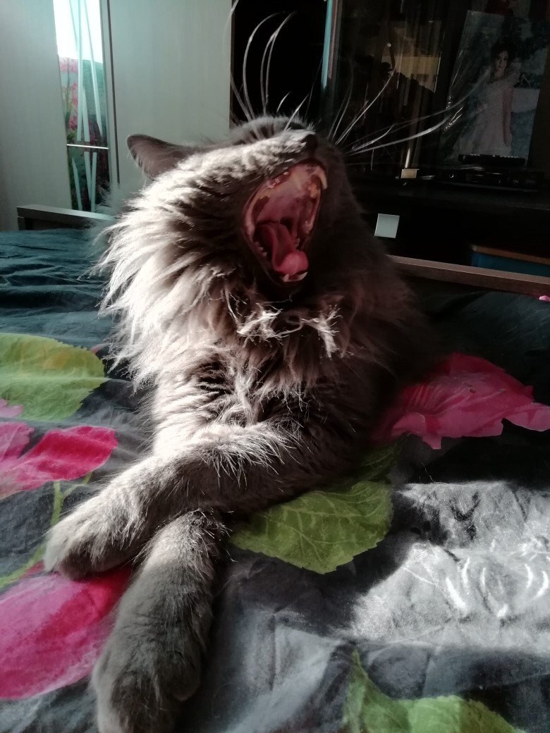 Зевота, зевота, перейди на Федота