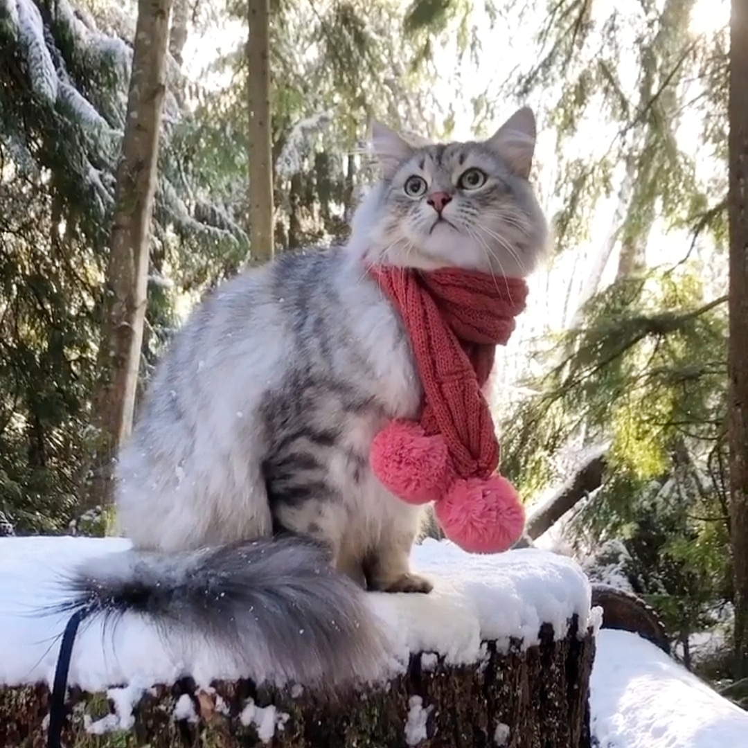 Весна, ты где