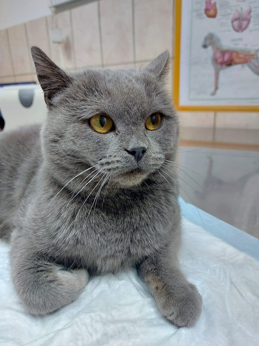 Мы только на прививочку, да