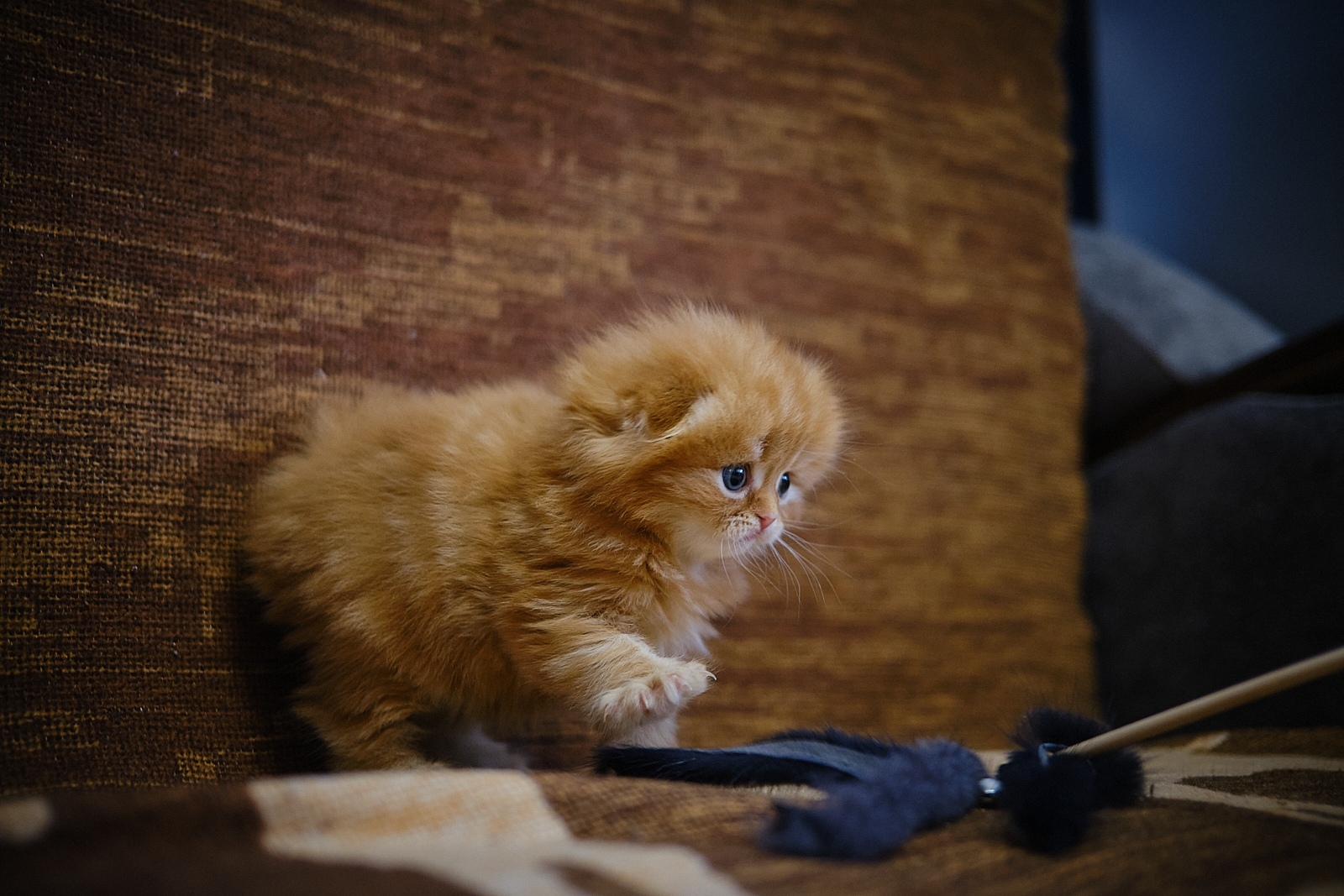 Я её всё таки поймаю