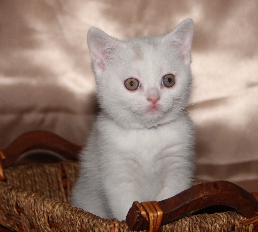 Я спать хочу, давайте убаюкивайте