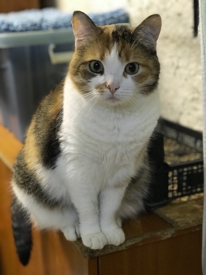 Хозяева, что то у нас запасов маловато