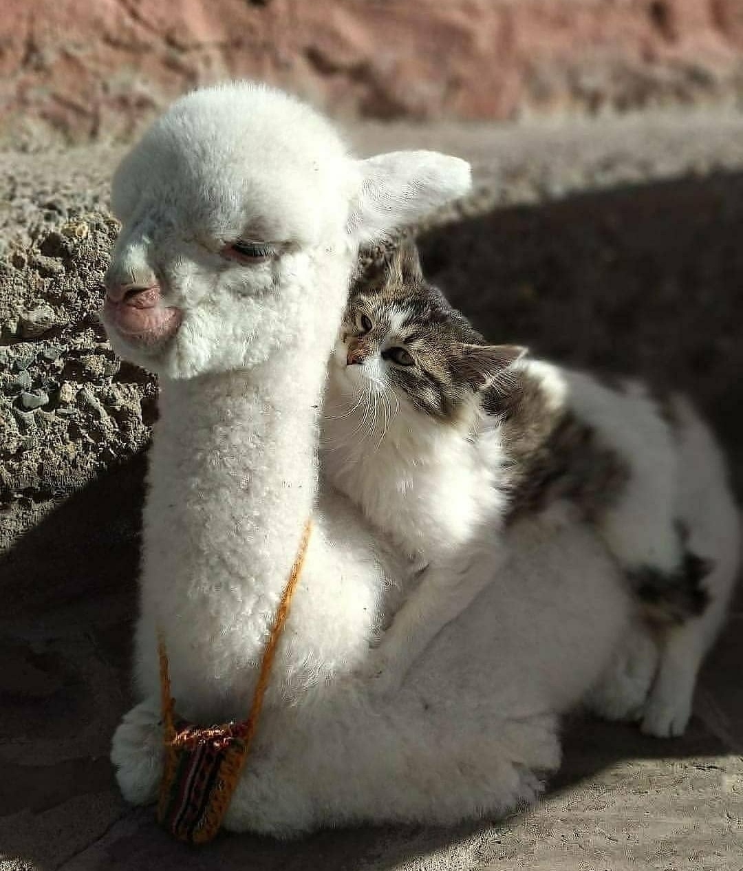 Оплачивайте проезд или слазьте