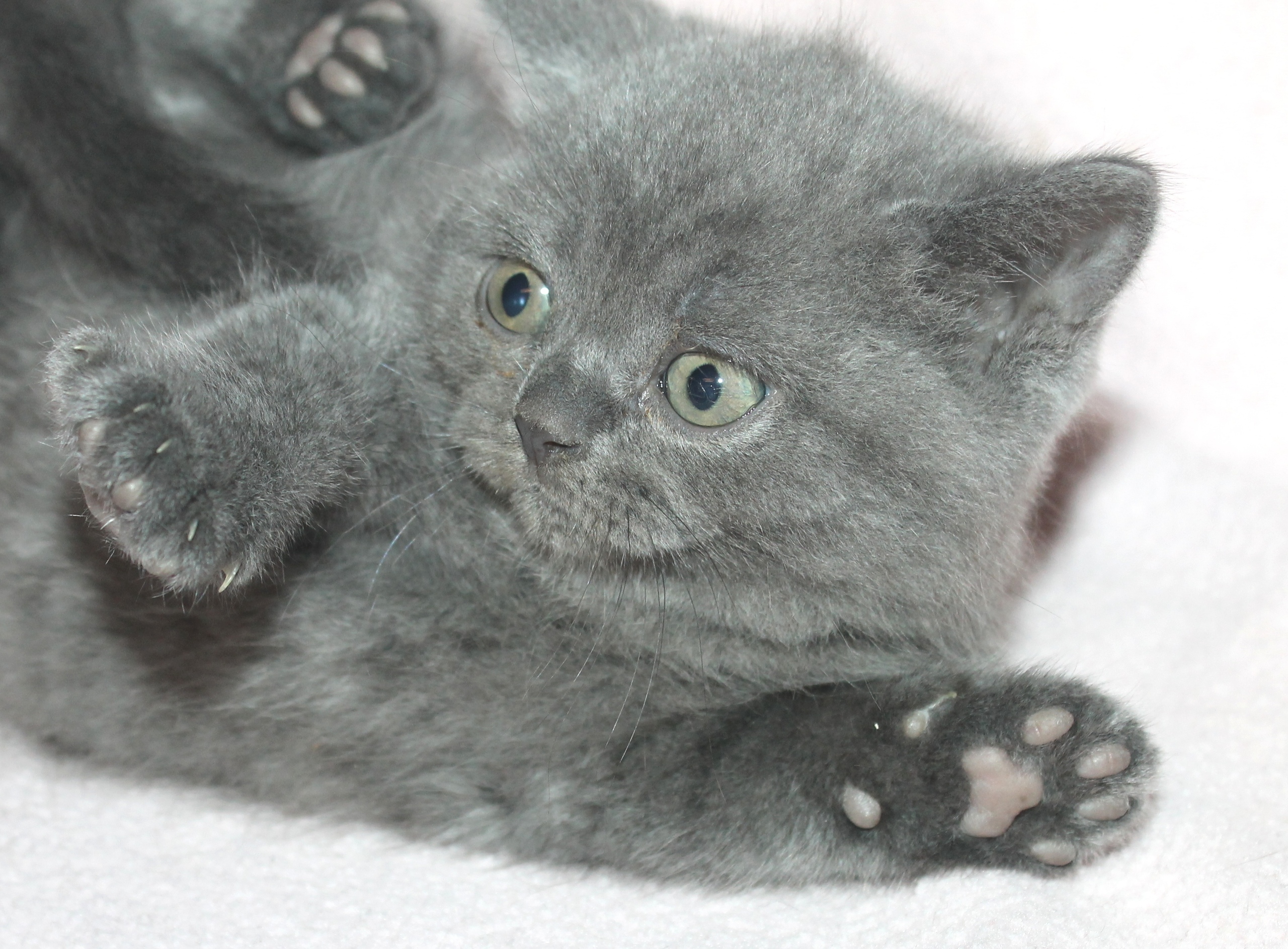 Не надейтесь, живым не дамся