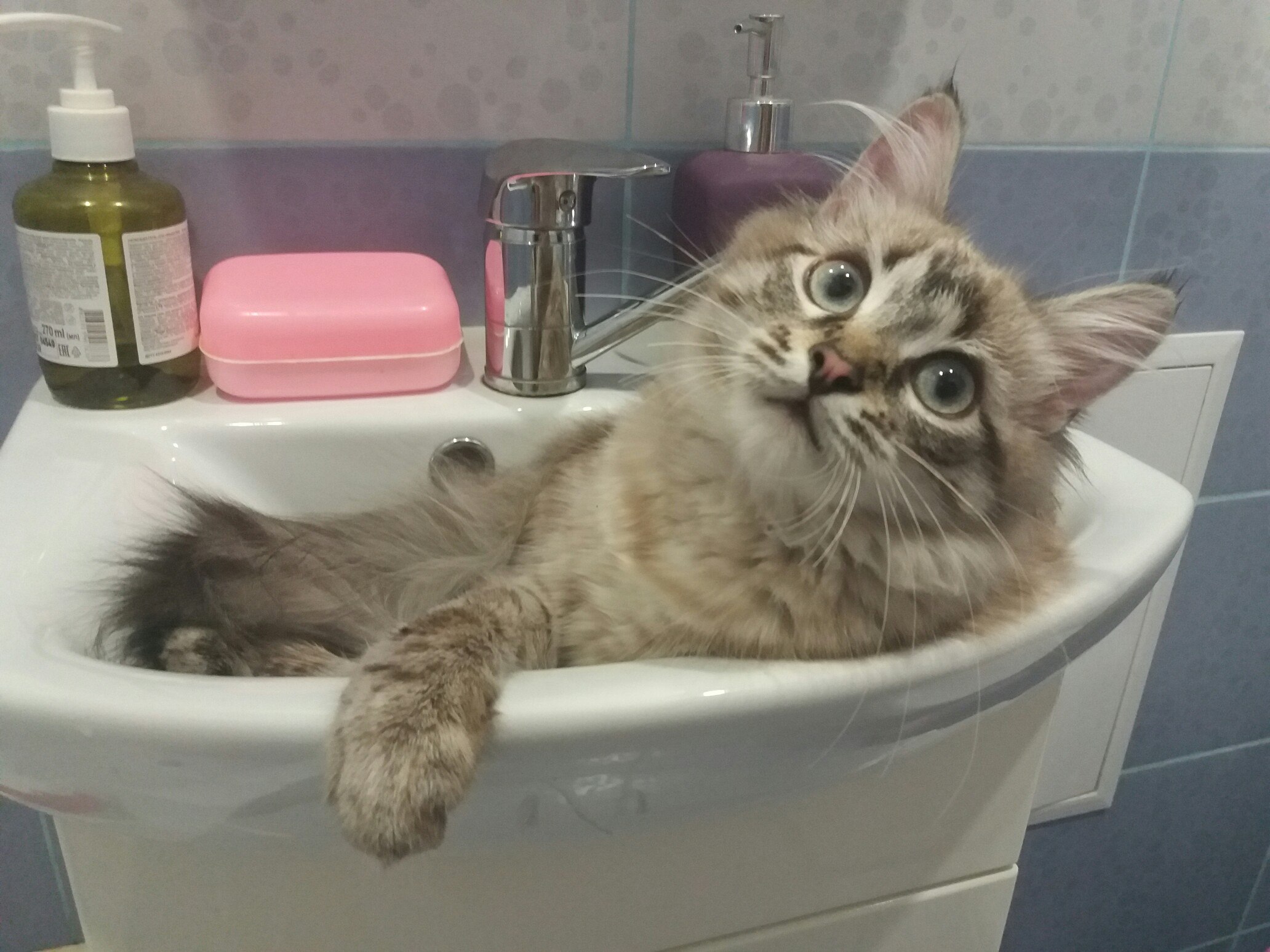 Я сегодня обленилась, умывайте меня сами