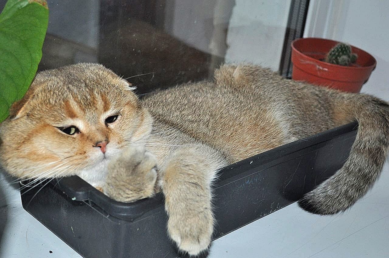 Всё рассада не выросла, дача отменяется