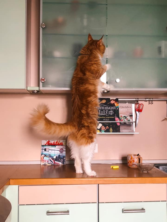 Где они тут вкуснятину прячут