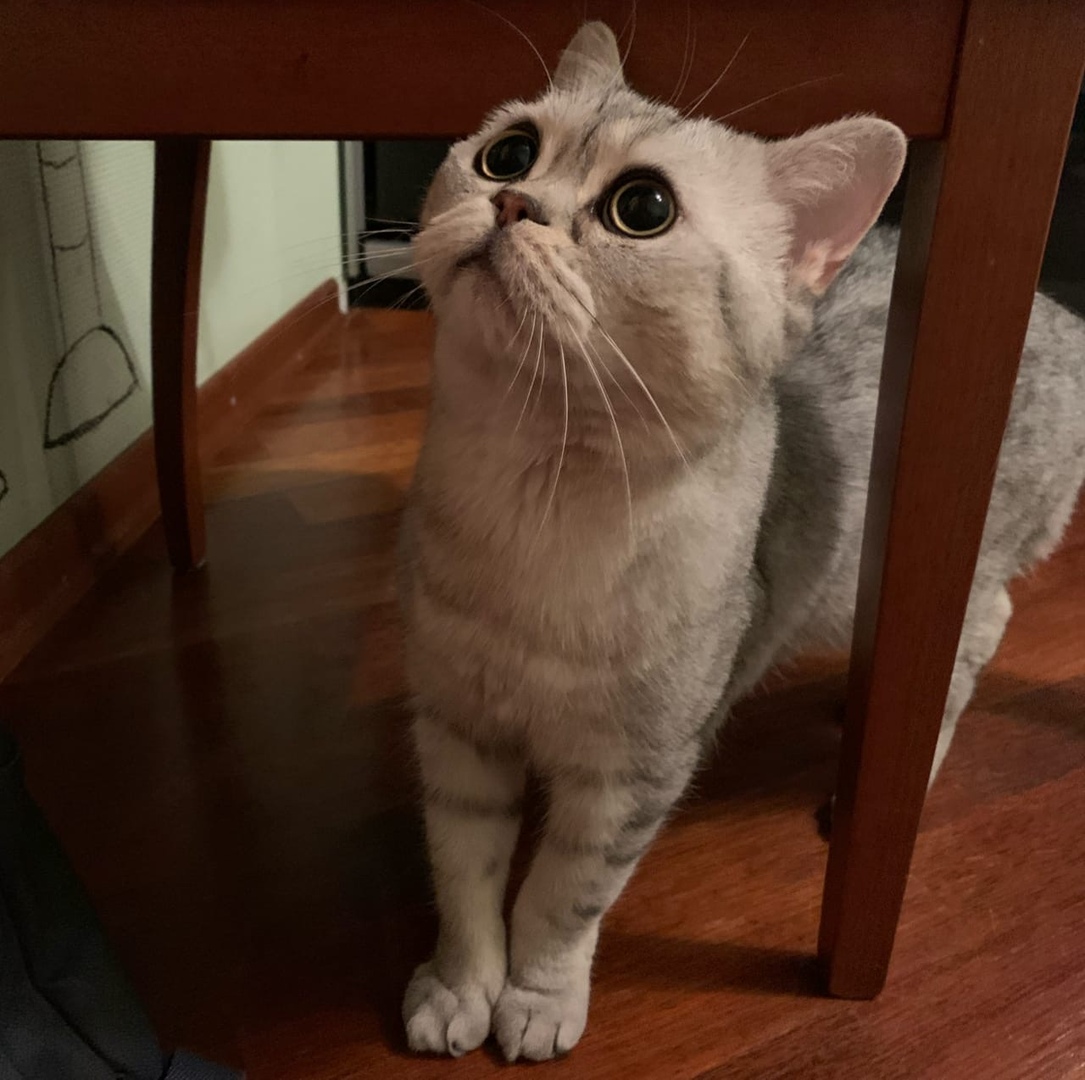 Чем они там чавкают, я тоже хочу