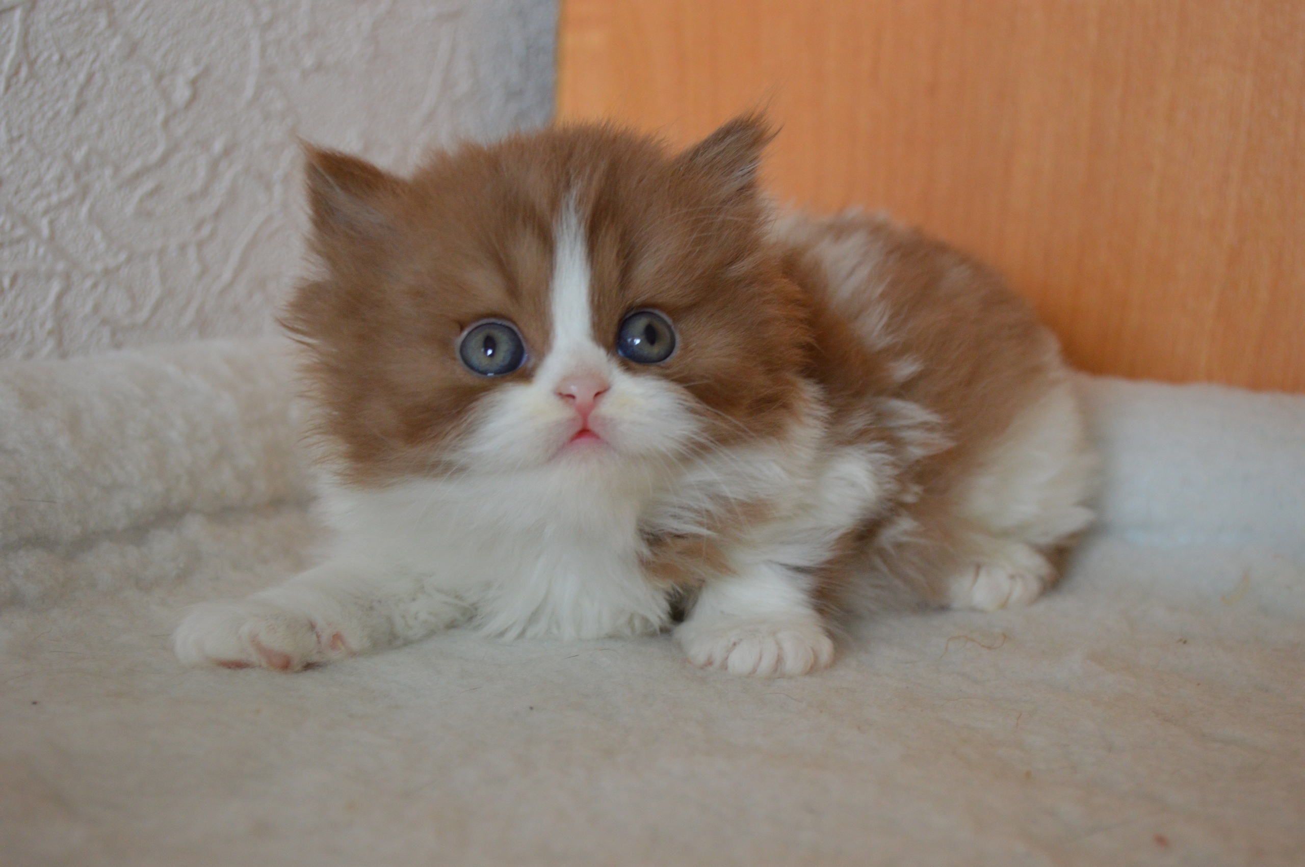 Ой, боюсь, боюсь