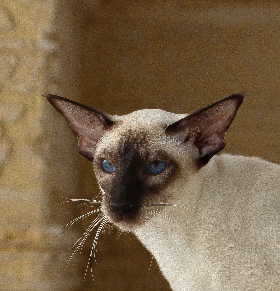 Эх, никто меня не приголубит