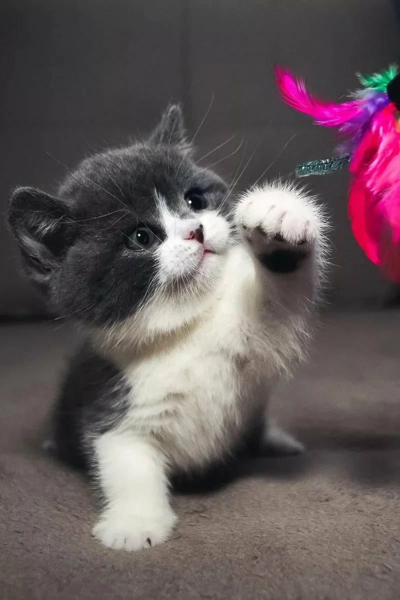 Я сначала Вас поймаю, а потом накусаю