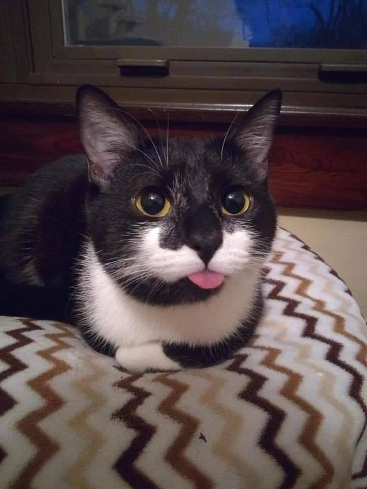 Много мяукал, вот язык и распух