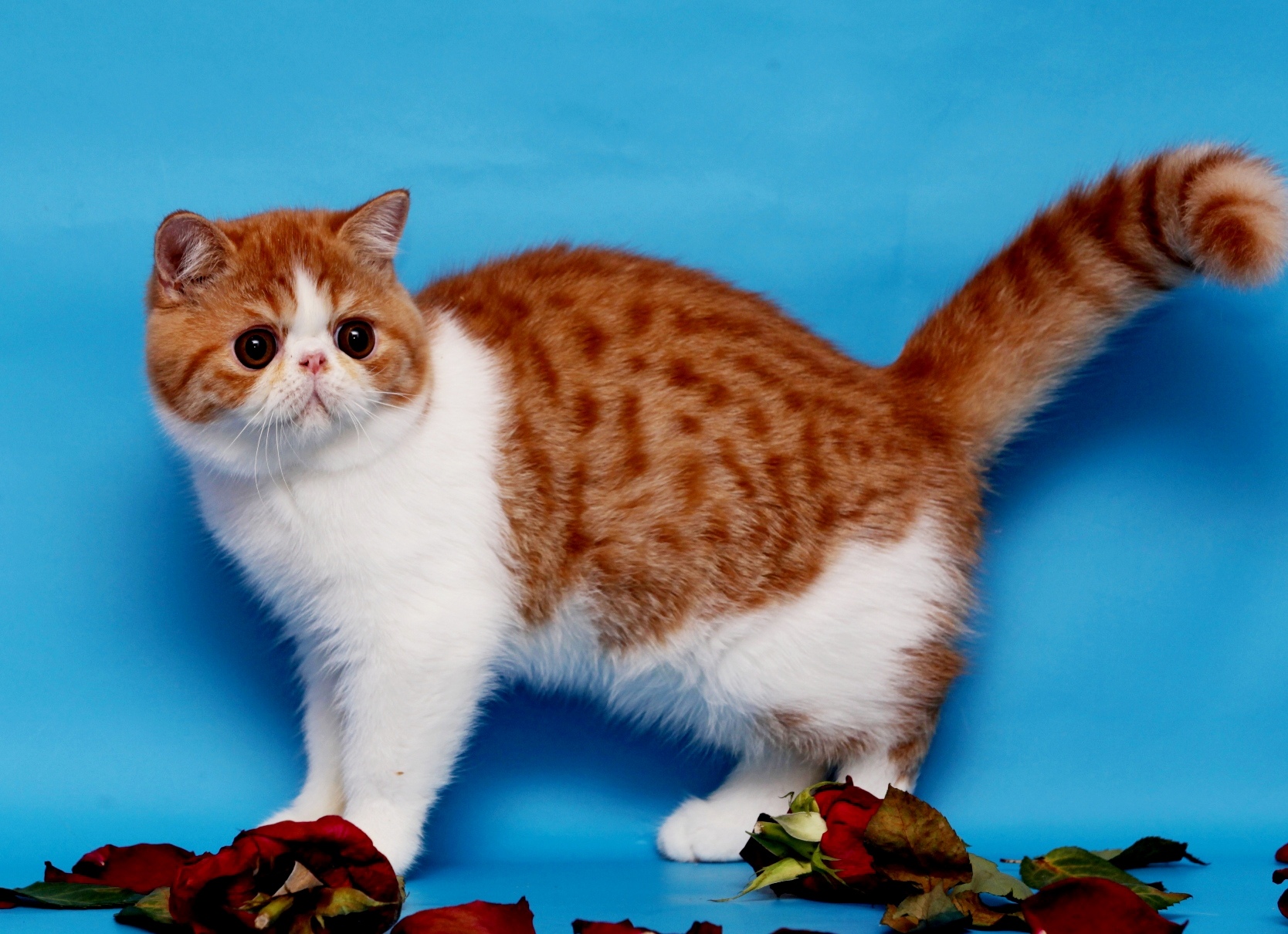 Уберите вялые цветы, а то фотосессии не будет