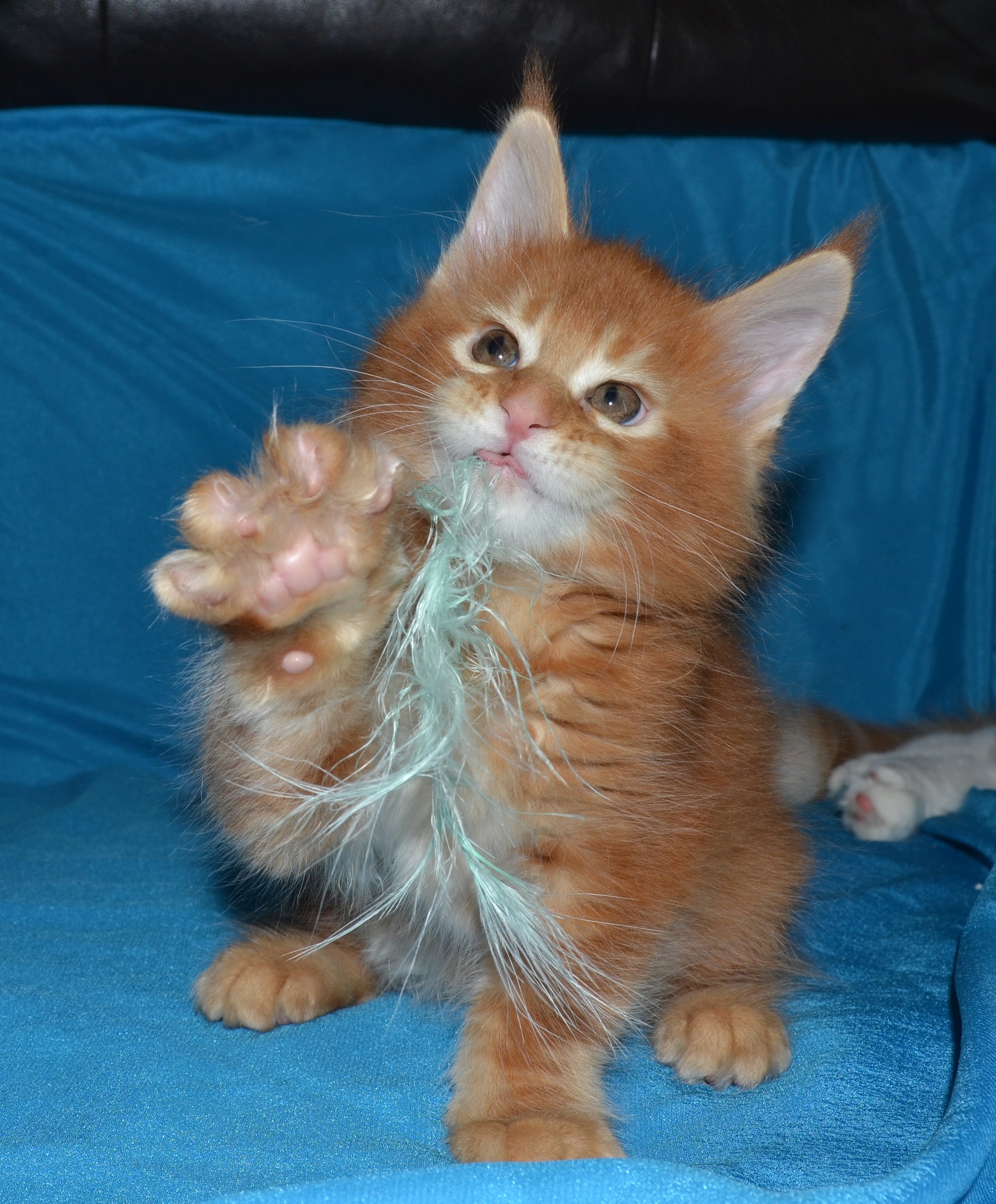 Забирайте мою добычу