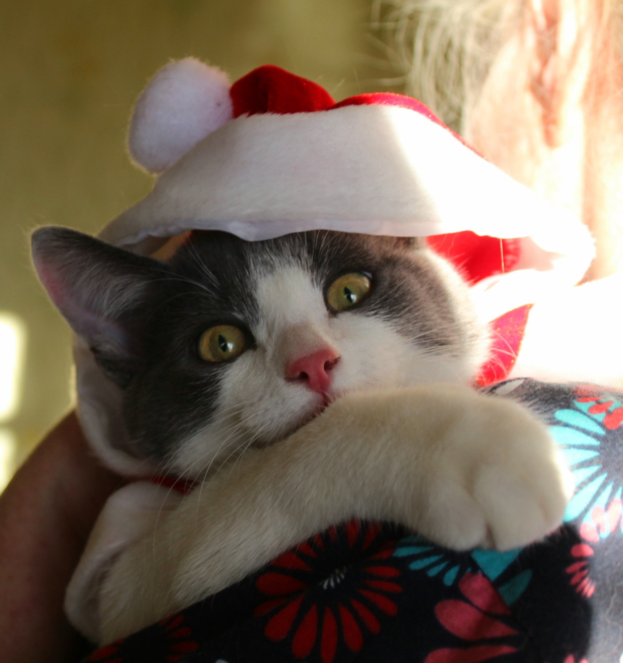 Всё Новый год встретил, теперь можно и баиньки