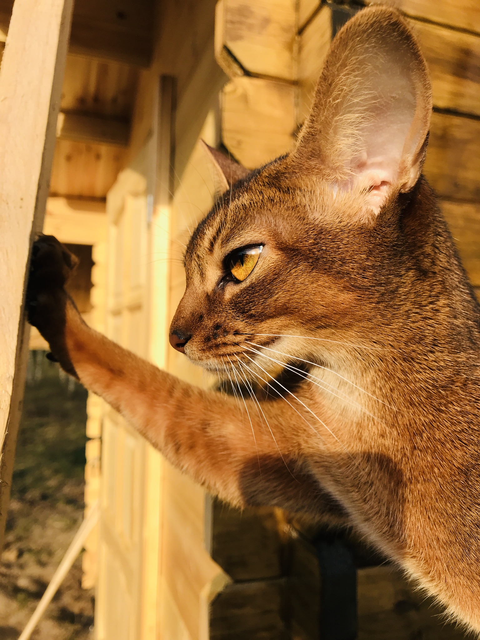Ну всё, дом построил, теперь можно и жену искать