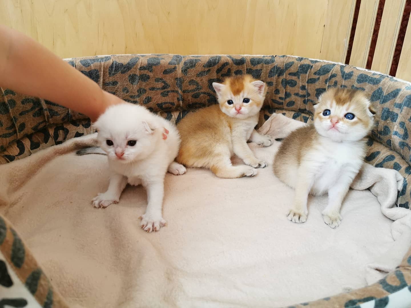 А разве мама разрешала нас трогать