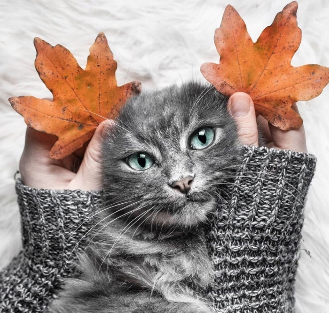 Осень - не повод для грусти