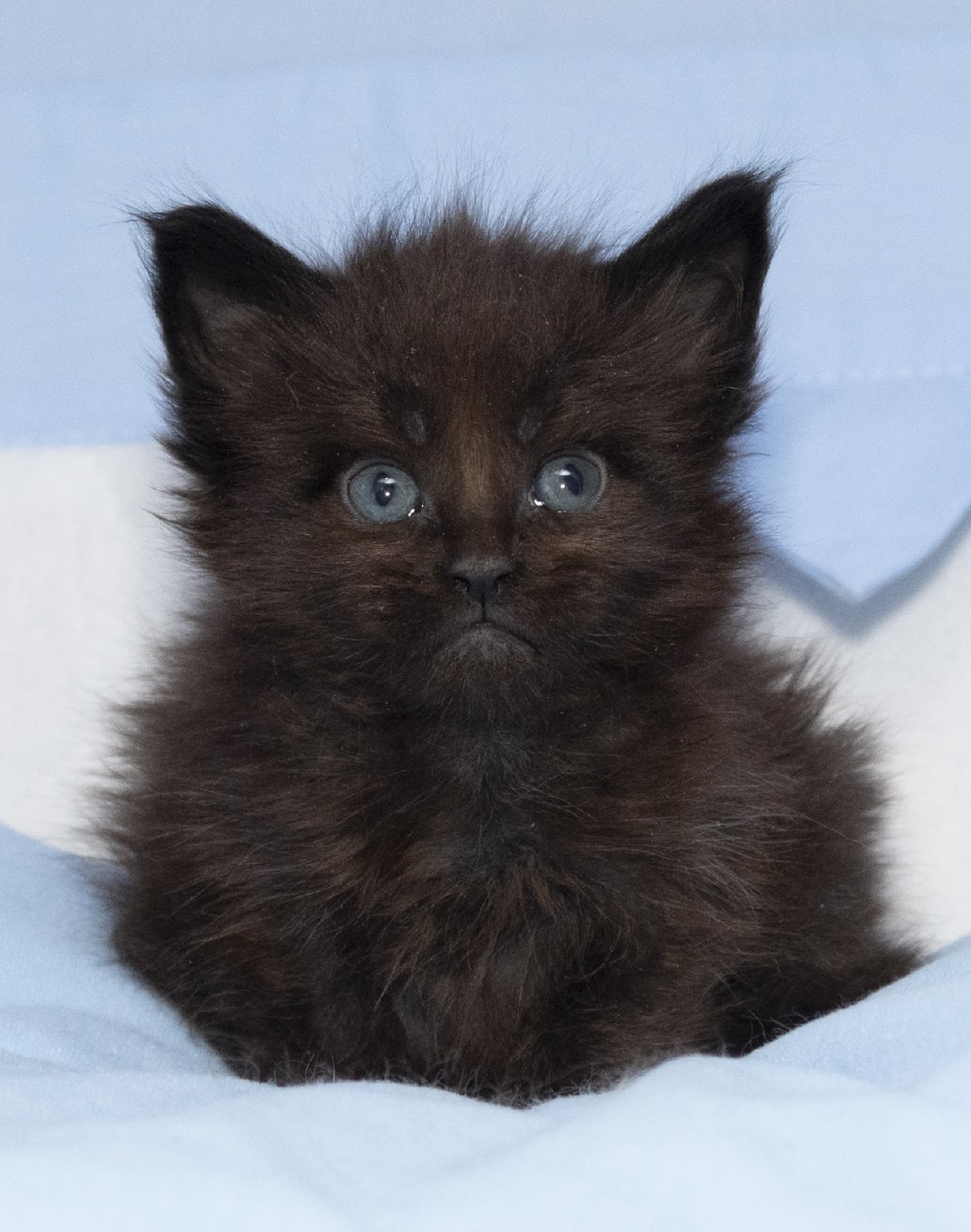 Вы меня обидели, сейчас расплачусь