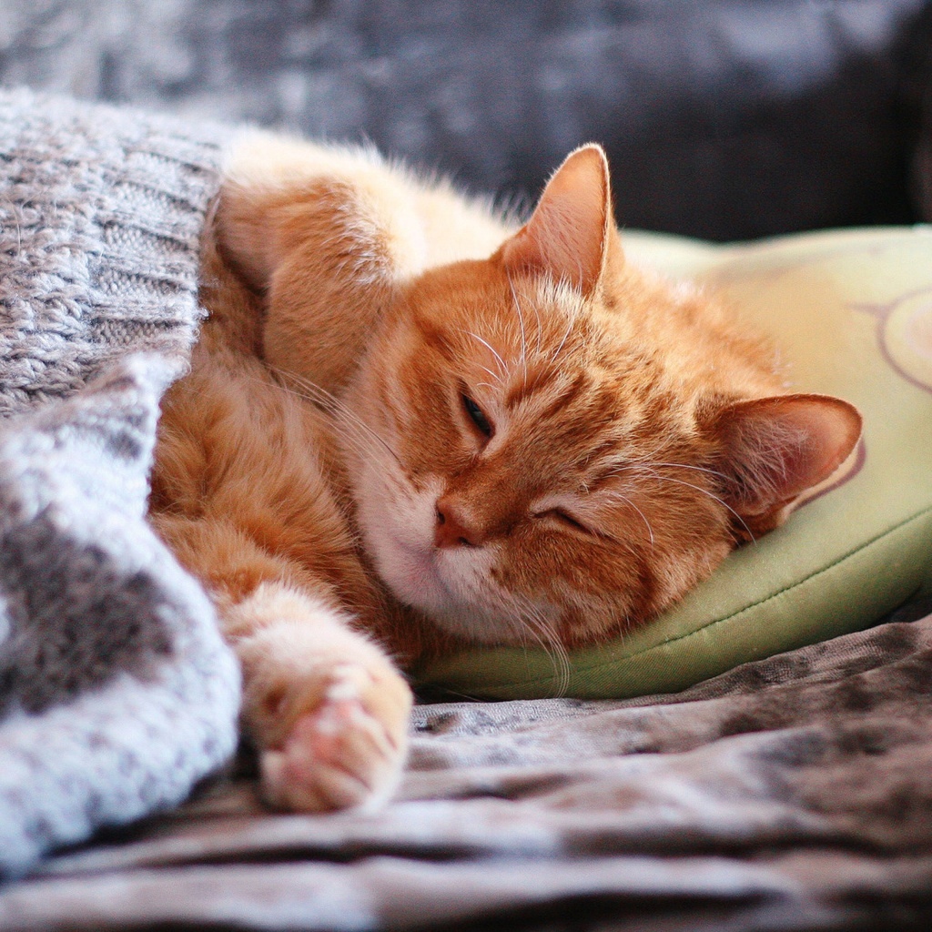 Сегодня воскресенье, дайте поспать