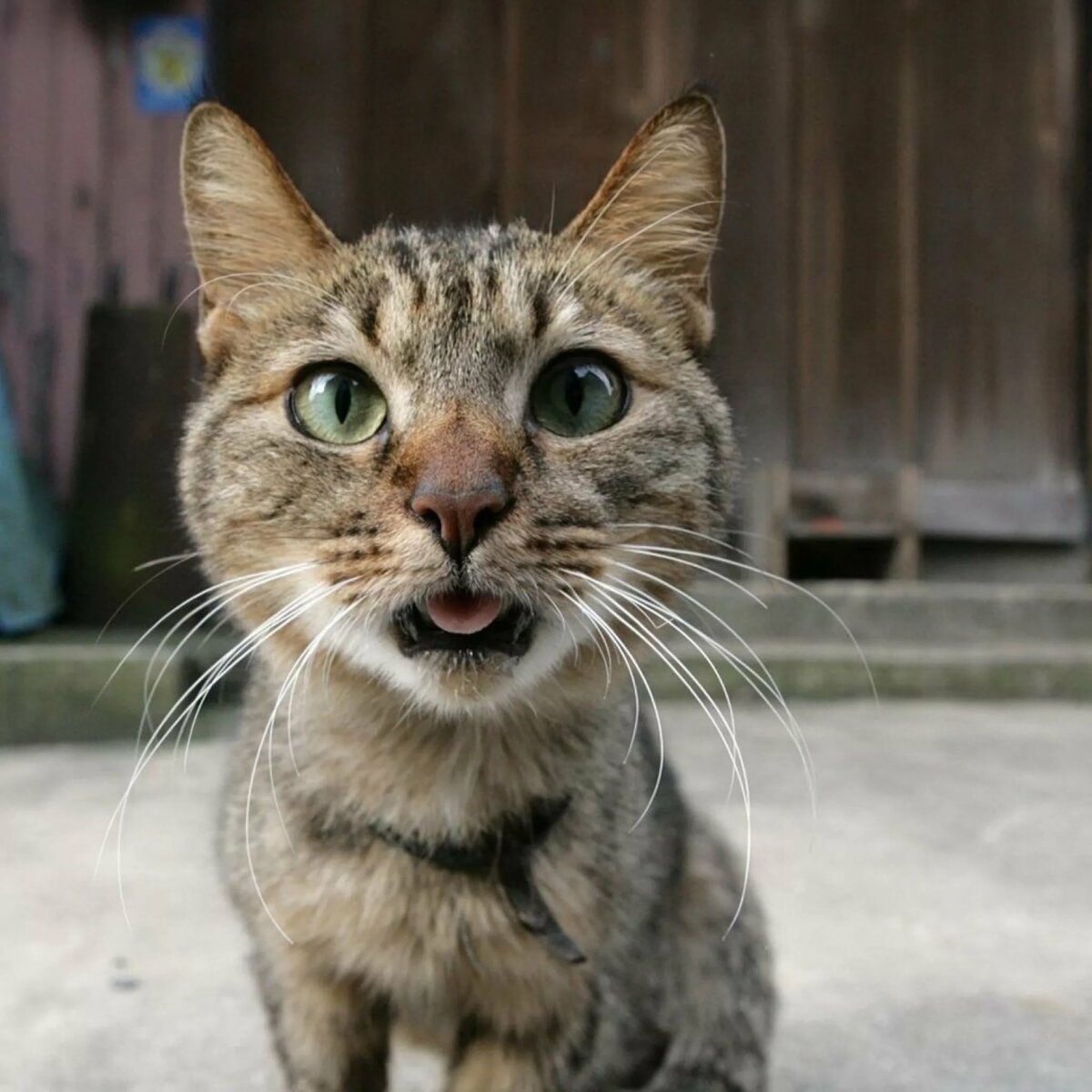 Я тут главный, что хотели