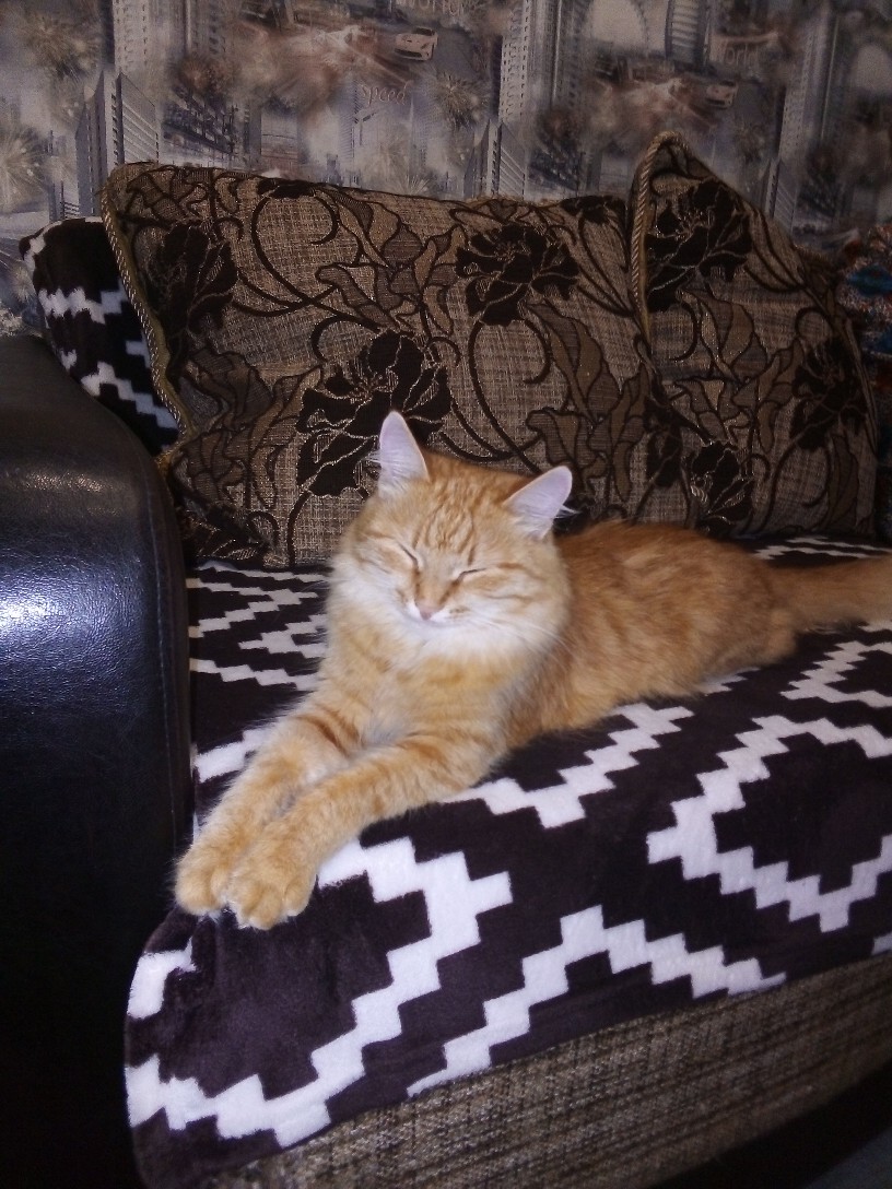 Спать на новеньком диване - одно удовольствие