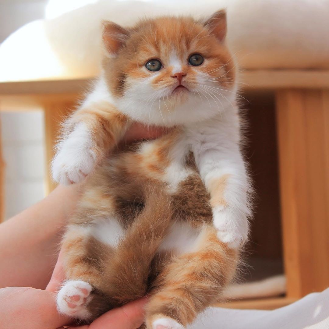 Трёхцветная пышечка