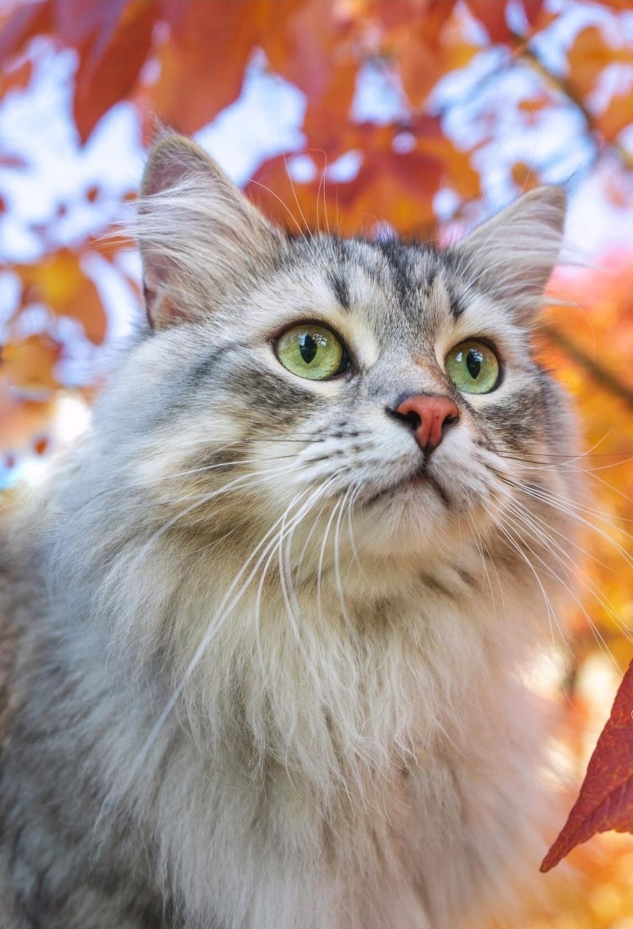 Листья жёлтые над головой порхают