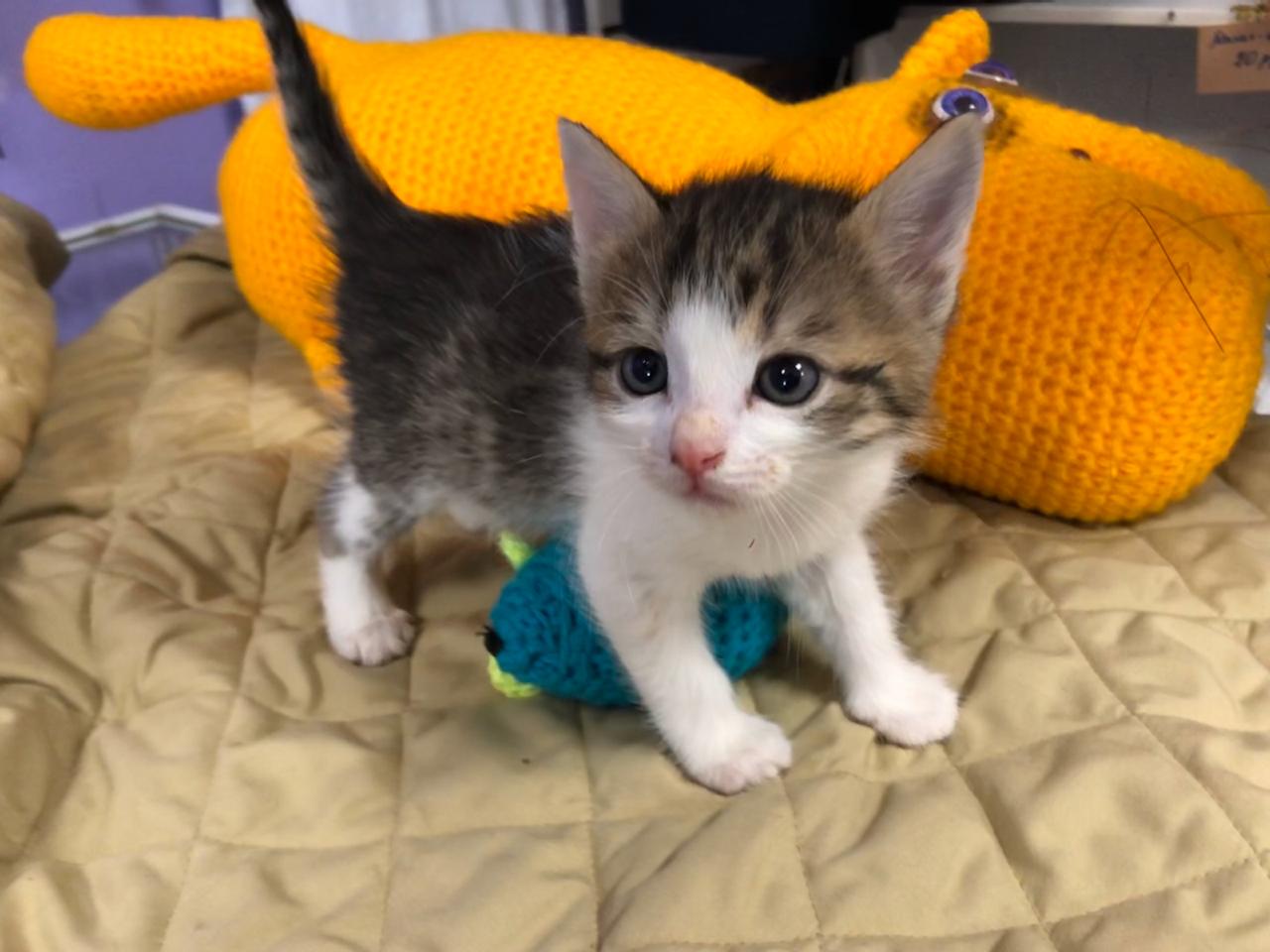 Приёмы борьбы отработаны, чем бы ещё заняться